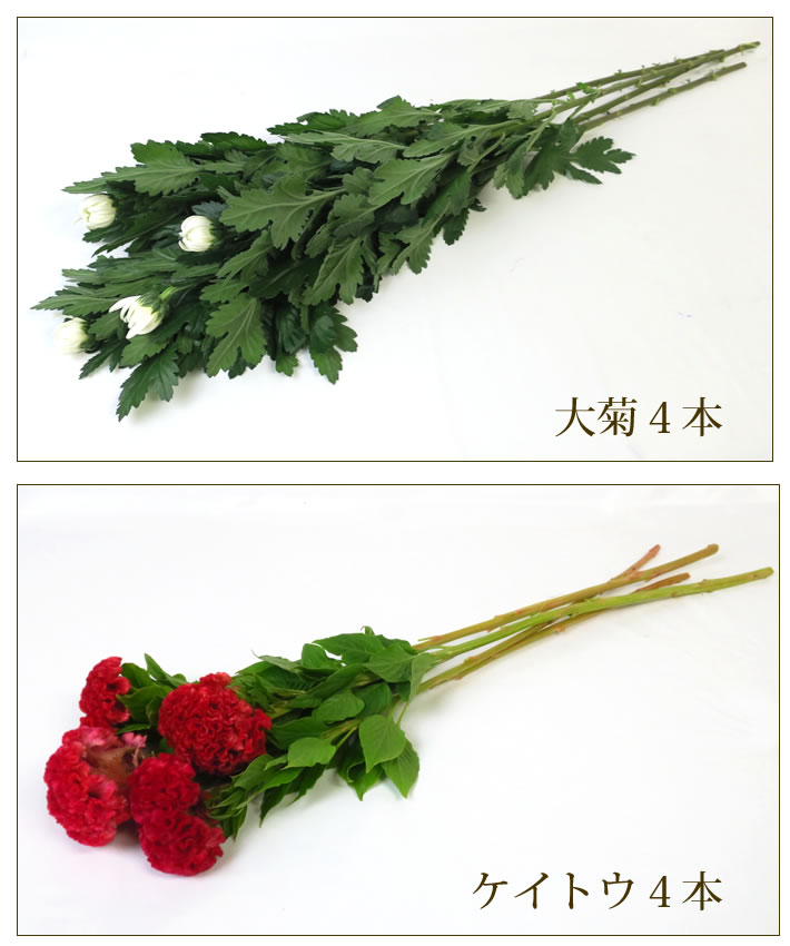 大菊 ケイトウ