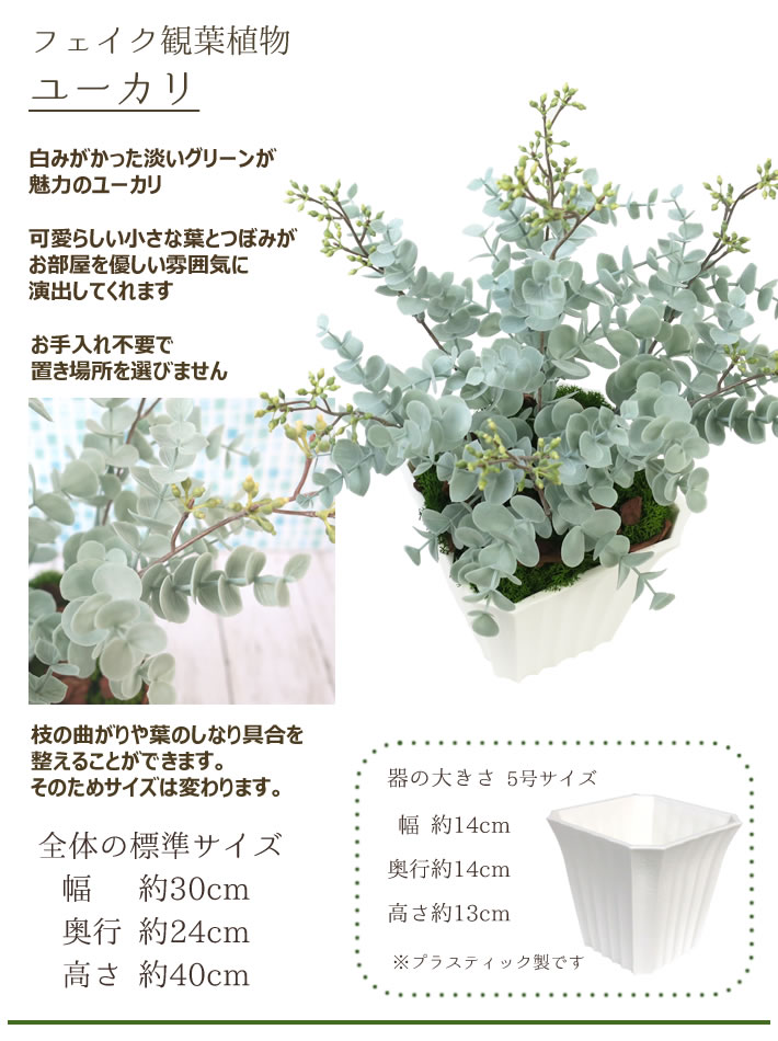 ユーカリ
