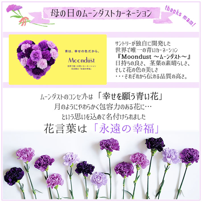 ムーンダスト カーネーション