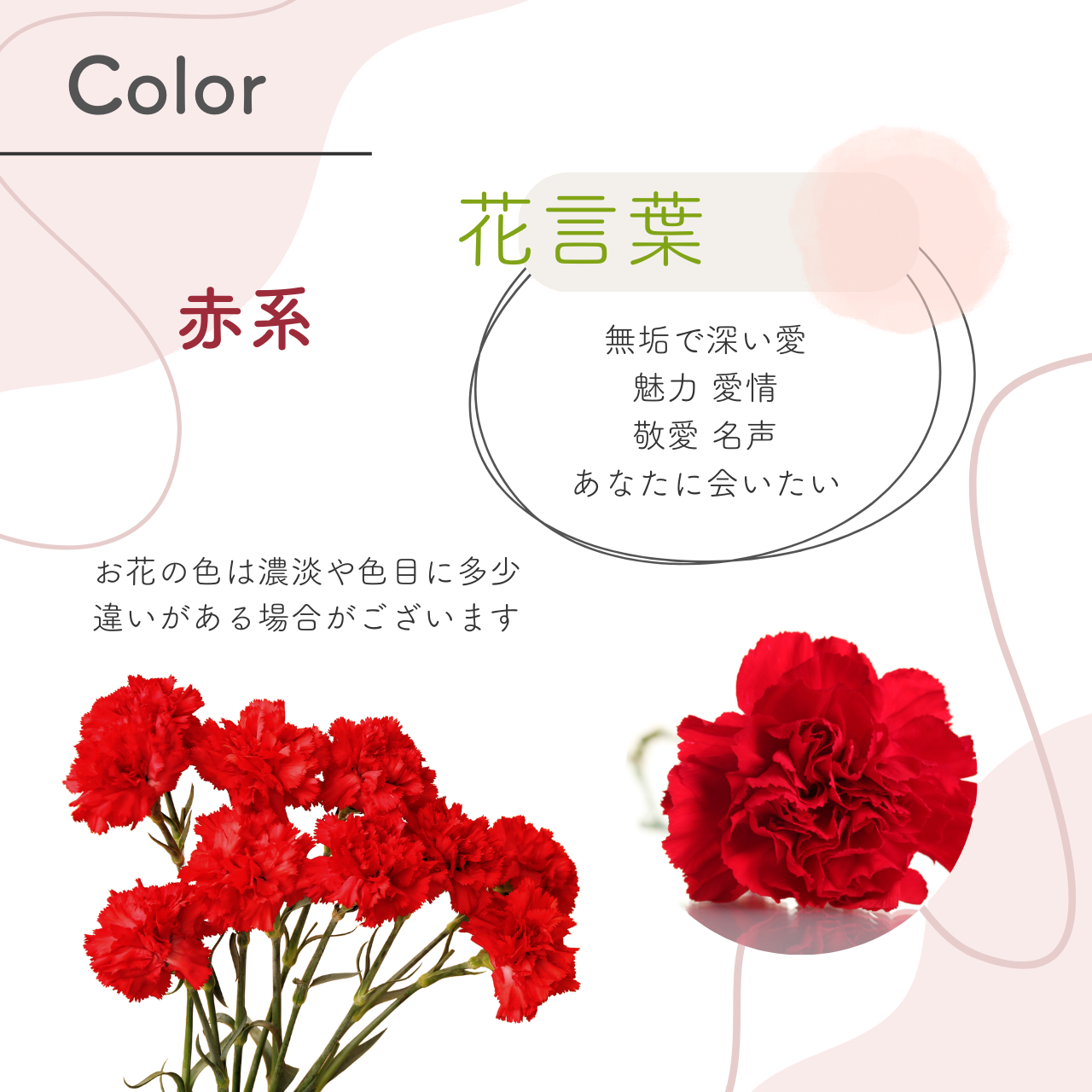 カーネーションの一輪ブーケ カラー