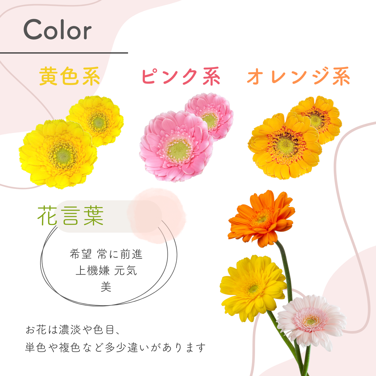 ガーベラの一輪ブーケ カラー
