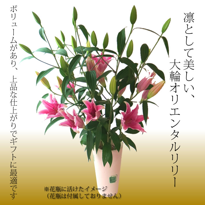 オリエンタルリリー ピンク