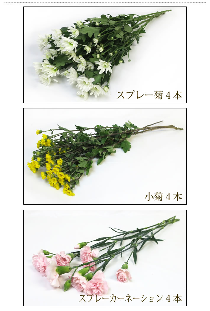 スプレー菊 小菊 スプレーカーネーション