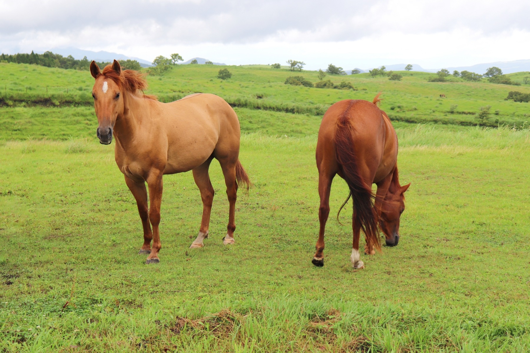 開運干支のお守り 午