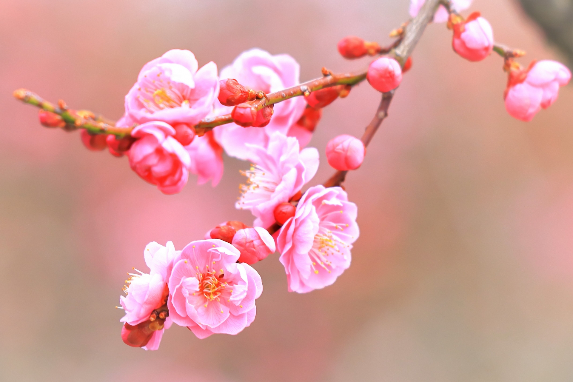 開運御守 梅結び 