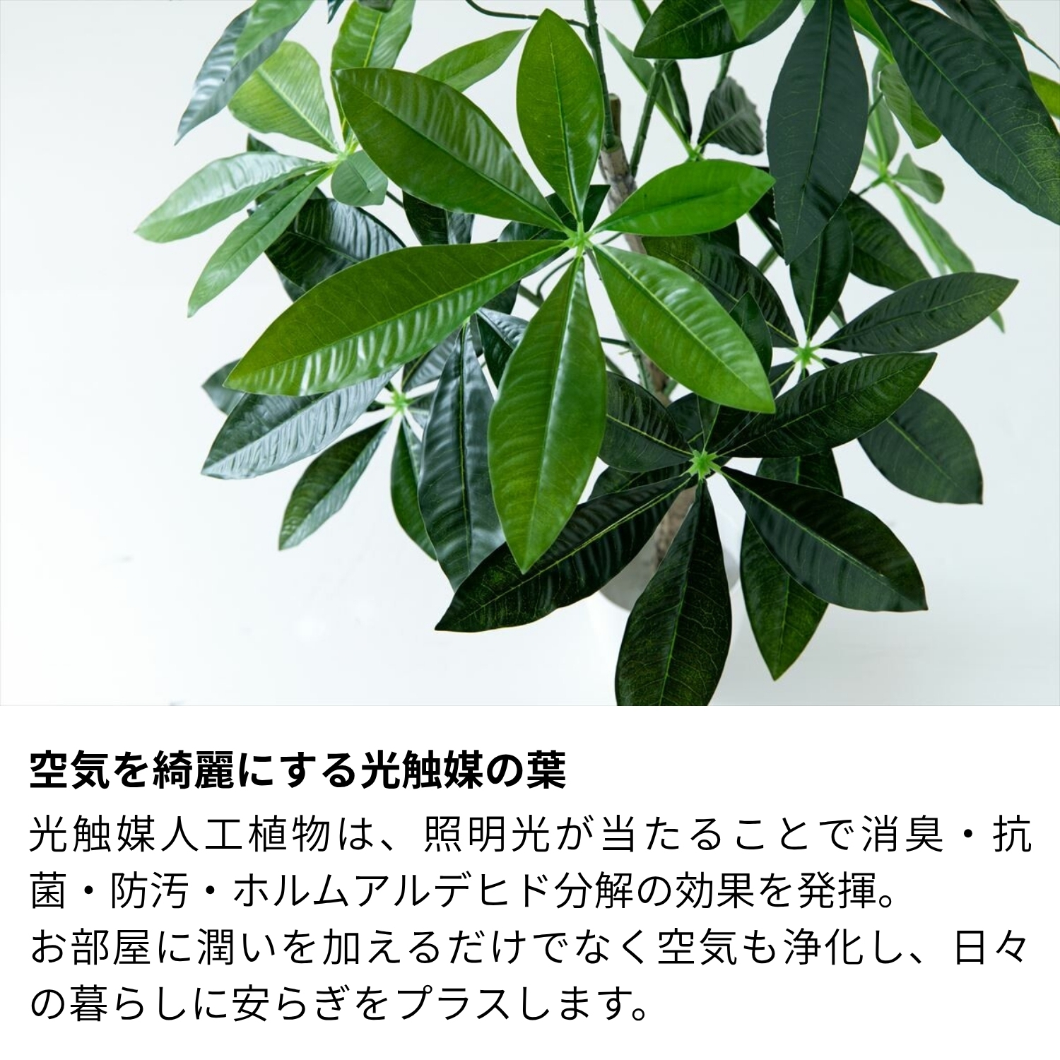 フェイクグリーン パキラ