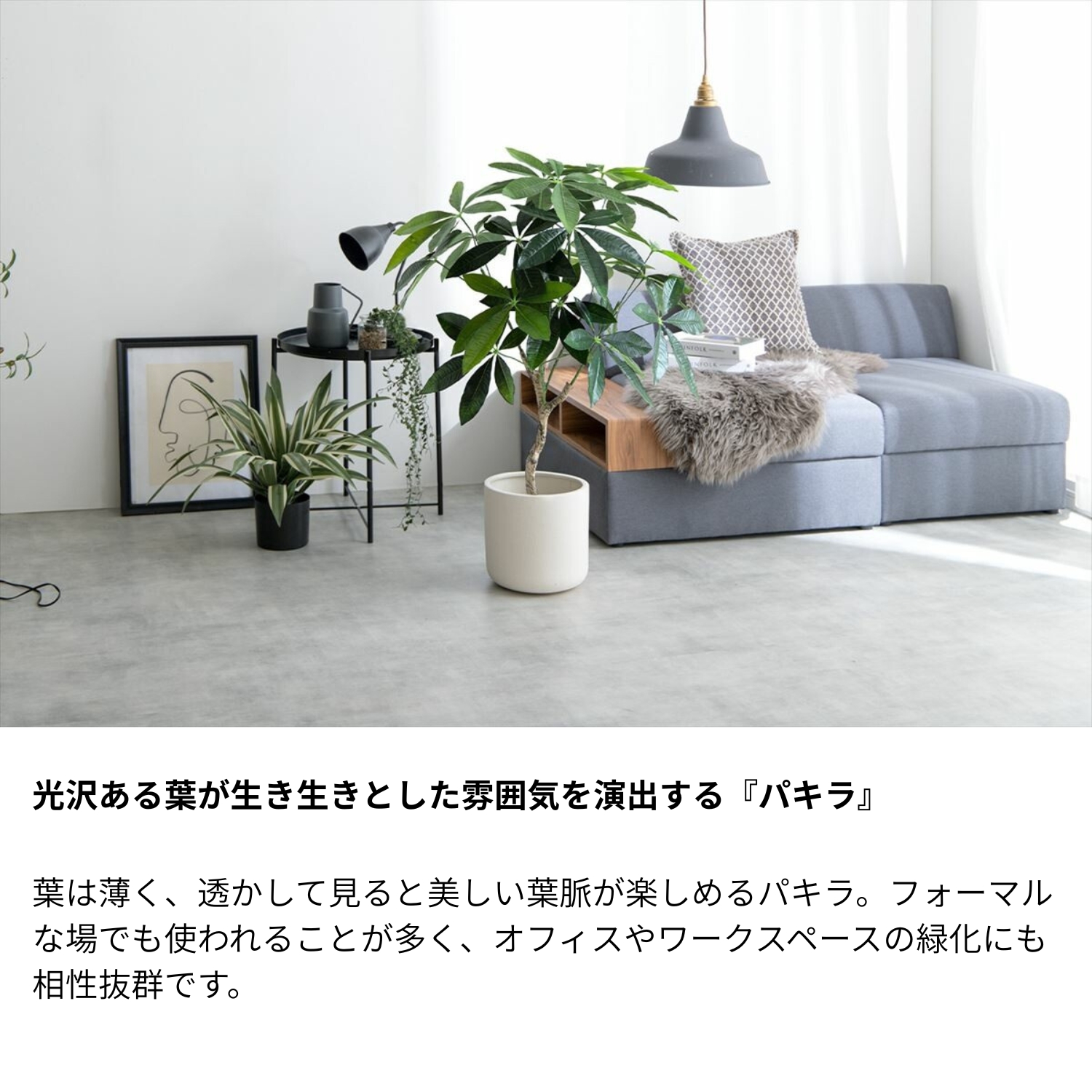 フェイクグリーン パキラ