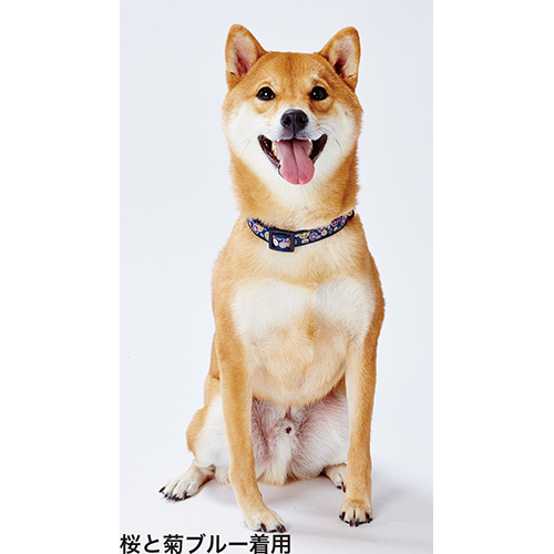 [ペティオ] 犬雅 唐草カラー M