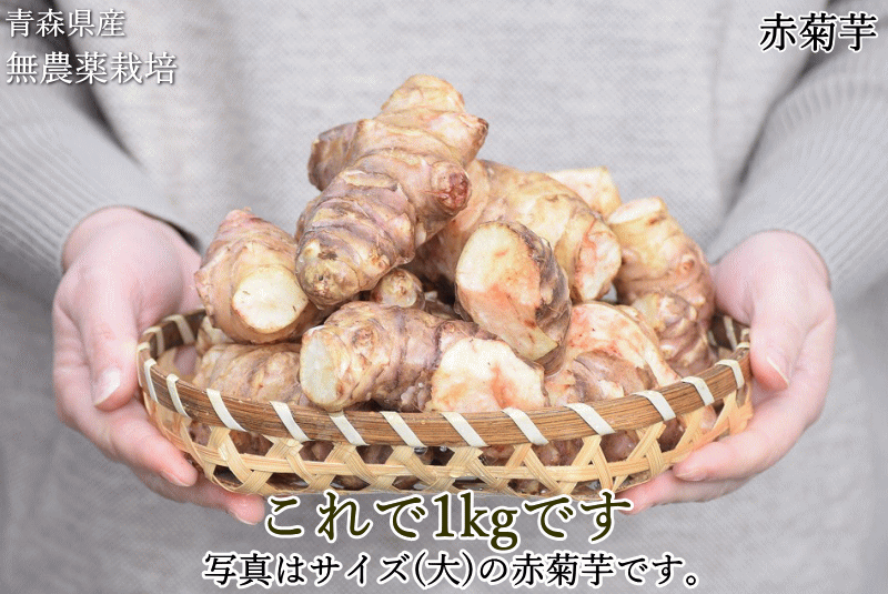 無農薬栽培 赤 菊芋 青森県産 生菊芋 掘りたて きくいも キクイモ イヌリン 菊芋 イヌリン
