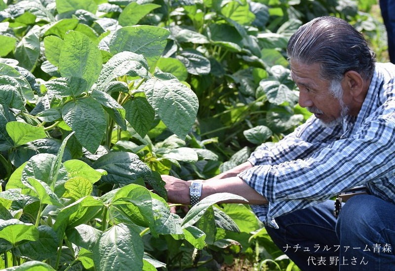 「枝豆」 津軽毛豆　 青森県産枝豆 在来毛豆 