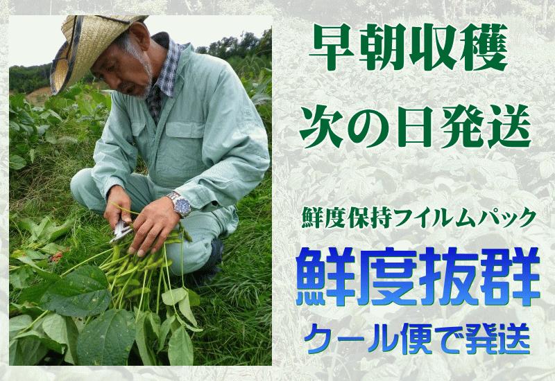 「枝豆」 津軽毛豆　 青森県産枝豆 在来毛豆 