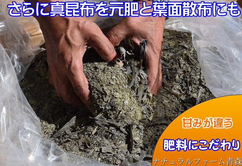 「枝豆」 津軽毛豆　 青森県産枝豆 在来毛豆 