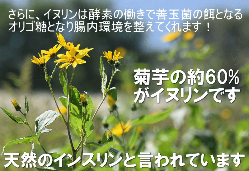 人気の定番 国産 赤菊芋パウダー 希少品種 40g お試し 赤菊芋粉末 青森県産 無添加 無着色 無香料 菊芋茶 送料無料 菊芋の食べ方 キクイモ きく芋 イヌリン Aynaelda Com