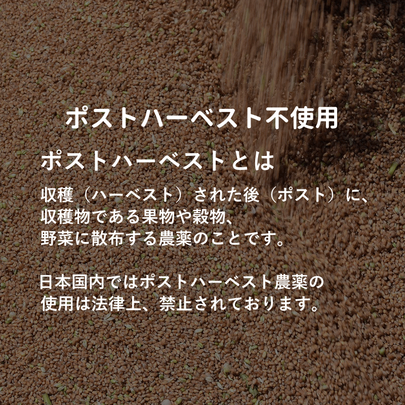 国産 小麦 粒 ネバリゴシ 800g 青森県産 全粒小麦 未精白 中力粉