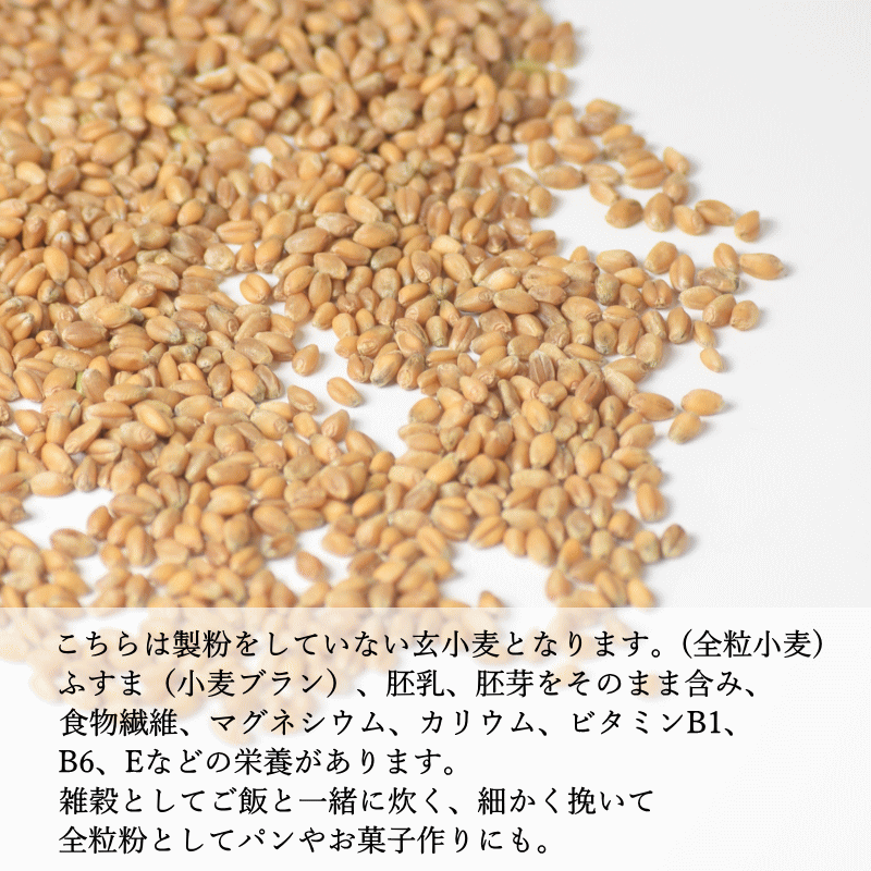 国産 小麦 ネバリゴシ 青森県産 パン や 製麺作り に適した 中力系 玄小麦 全粒小麦 送料無料 全粒粉 製粉前 中力粉