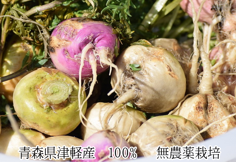  マカ  青森県産 送料無料 
