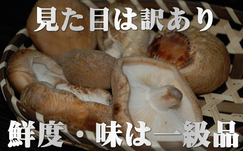 【しいたけ】【椎茸】【生しいたけ】