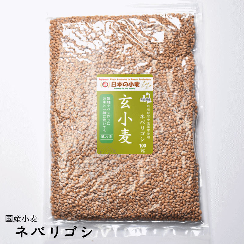 国産 小麦 ネバリゴシ 青森県産 パン や 製麺作り に適した 中力系 玄小麦 全粒小麦 送料無料 全粒粉 製粉前 中力粉