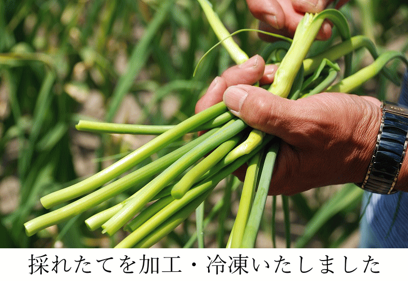 生産者直送 ニンニクの芽 国産 300g×3 令和4年産 青森県産ニンニク 津軽 にんにくの芽 冷凍 にんにく 青森 にんにく 国産 青森ニンニク  業務用 : ninnniku-me-300g-3 : グルメ通り ヤフー店 - 通販 - Yahoo!ショッピング