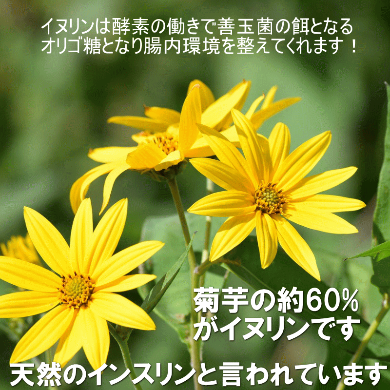 栽培期間中農薬不使用 国産 赤菊芋パウダー 木火土金水 50g 送料無料 無添加 無着色 無香料 青森県産赤菊芋使用ミクロパウダー 菊芋粉末 :  akakiku-0100 : グルメ通り ヤフー店 - 通販 - Yahoo!ショッピング