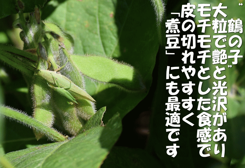 国産 大豆 鶴の子 青森県産 大粒大豆 850g 