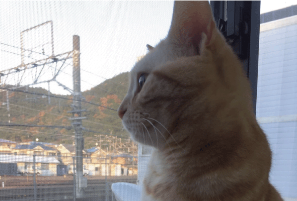 こねこスタンプ写真