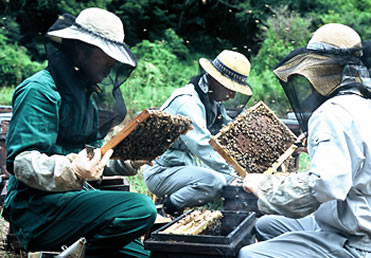 養蜂の様子