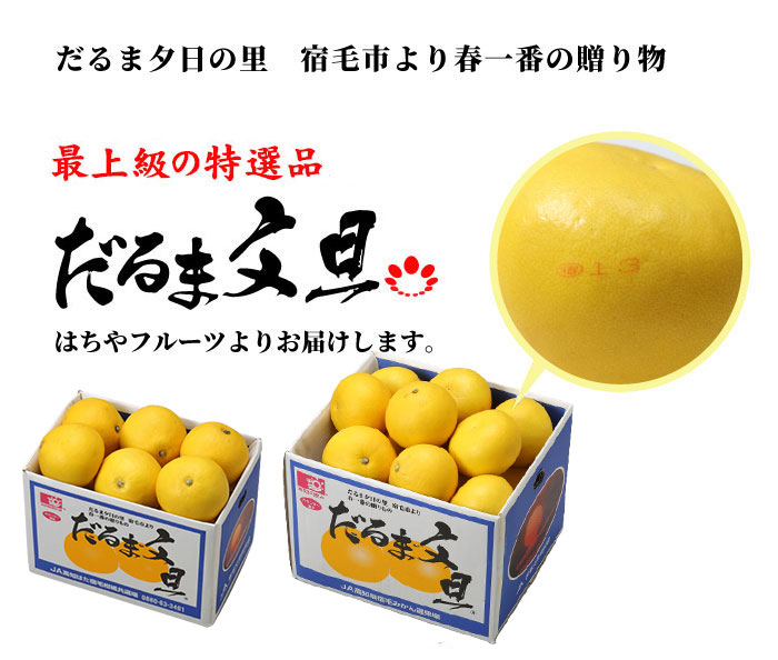 ぶんたん 特選 だるま文旦 大〜L 14〜24玉 9kg 高知県産 ブンタン