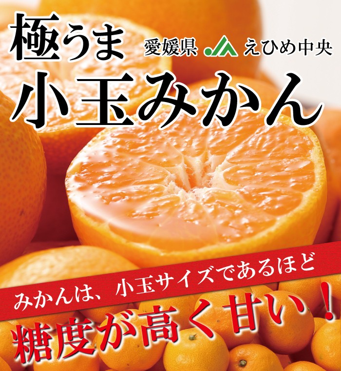 お歳暮 みかん 極旨小玉みかん 赤秀 S〜SSサイズ 5kg JAえひめ中央 中島産 ミカン 蜜柑 ギフト :gkm002:はちやフルーツ - 通販  - Yahoo!ショッピング