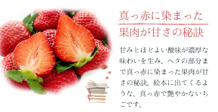 いちごさん AA等級 4〜11粒 240g×2パック 佐賀県産 JA佐賀 白石地区 苺 イチゴ ギフト お取り寄せ