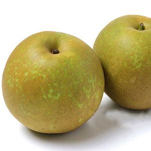 梨 20世紀梨 青秀 7〜20玉 5kg 鳥取県産 なし ナシ : はちやフルーツ