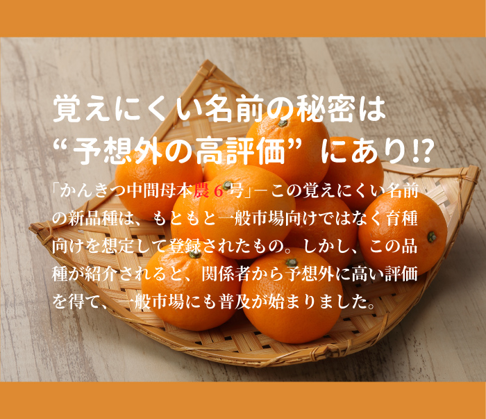 驚きの価格が実現 こてこて 業務用 ソントン 黒カレー Yf 牛すじ 1kg スプレッド