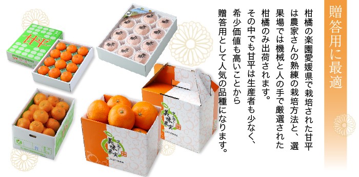 上質で快適 甘平 ㊙️ 柑橘 愛媛県宇和島産 爺の甘平 Aランク品 無料