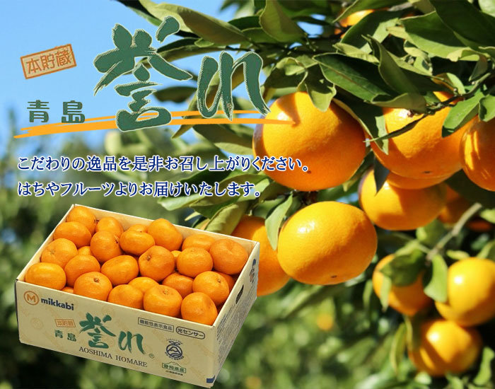 みかん 三ヶ日みかん 本貯蔵青島誉れ 青秀 大〜2Lサイズ 3.5kg 静岡県