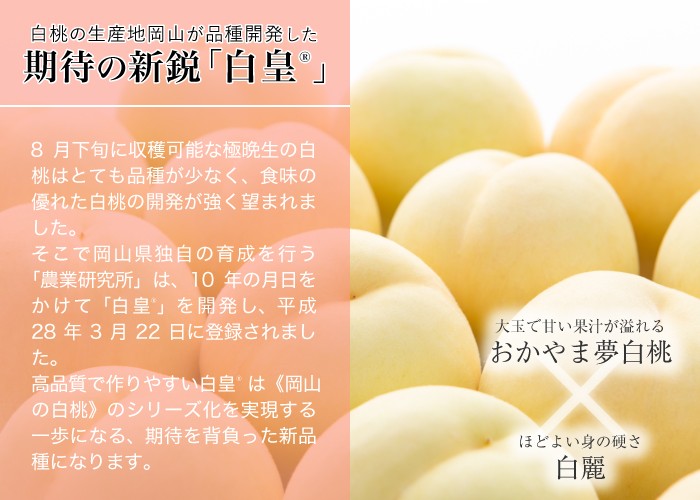 桃 白皇 はくおう 岡山白桃 ロイヤル 3Lサイズ 300g×3玉 岡山県産 JA