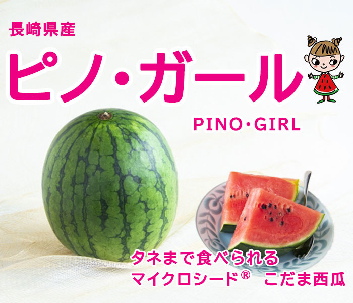 すいか ピノガール 秀品 3〜6玉 8kg 長崎県産 小玉すいか スイカ 西瓜