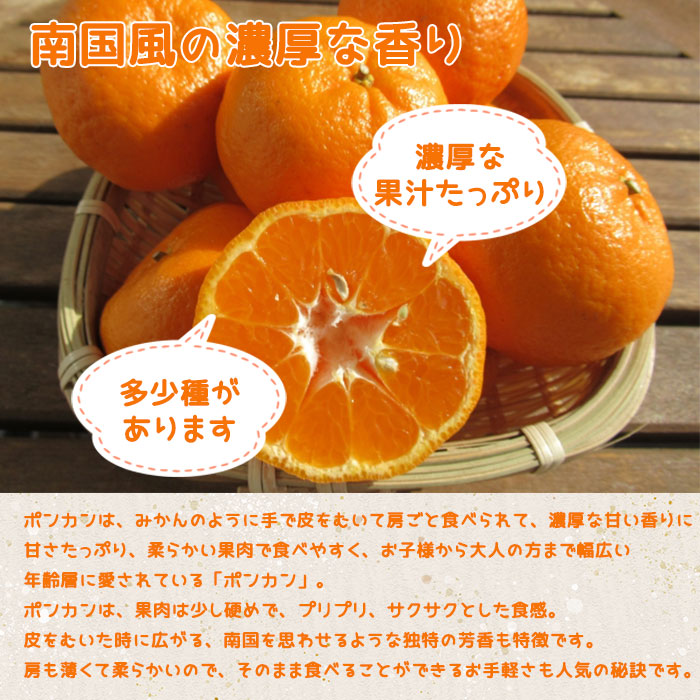 みかん ポンカン 産地厳選 優品 3L〜2Sサイズ 10kg ぽんかん お
