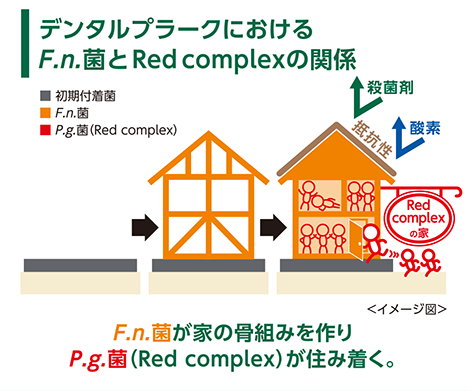 デンタルプラークとF.ｎ菌、Red Complexの関係図