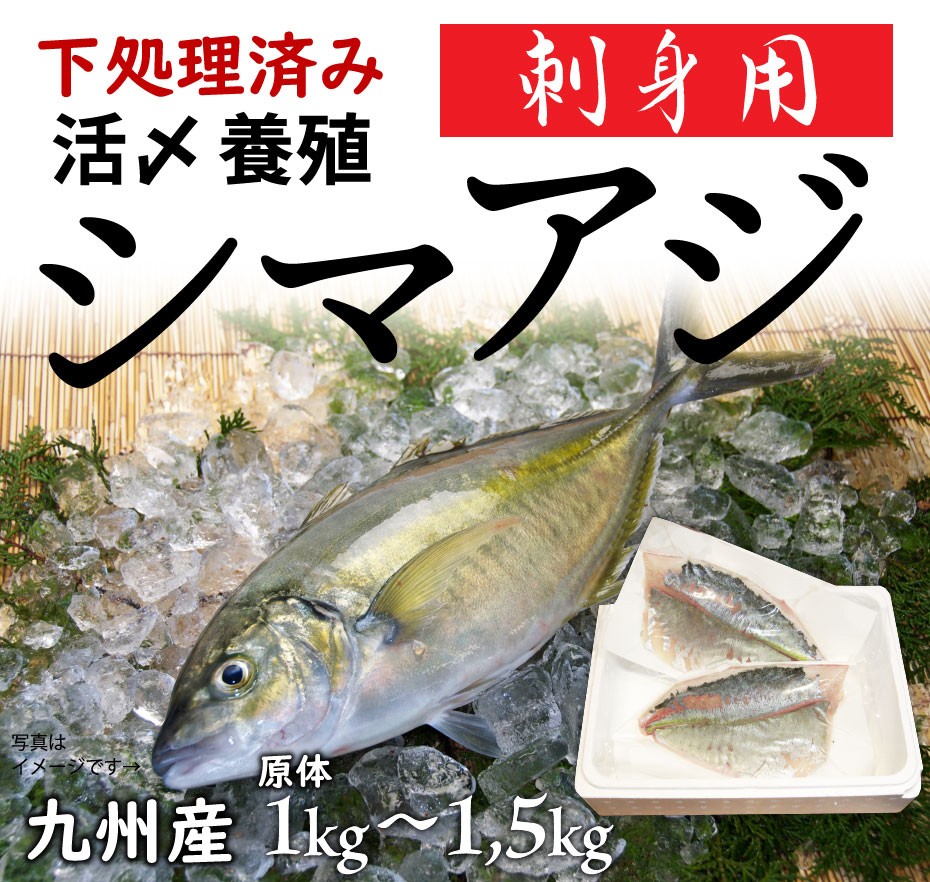 市場 大分 カマ焼き シマアジ 一本物 鮮魚 下処理可 1kg 市場直送 大分県産 養殖 鰺