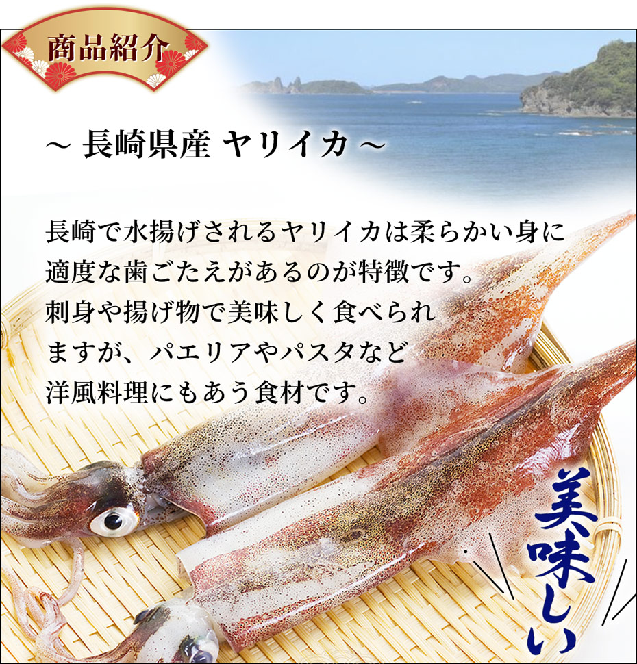 ヤリイカ姿造り