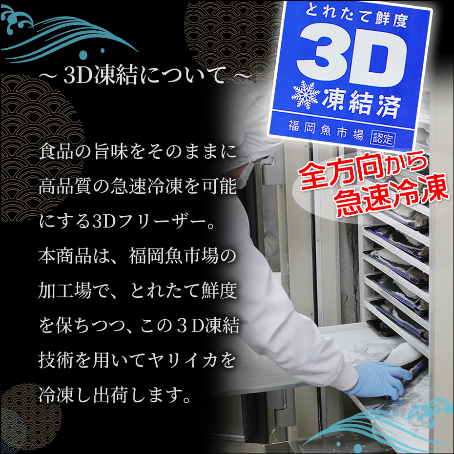 ヤリイカ姿造り