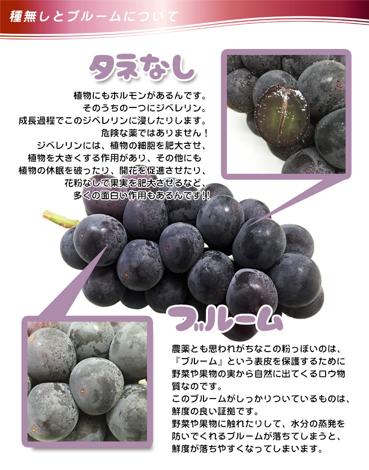 ぶどう-3