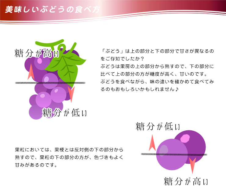 ぶどう-5