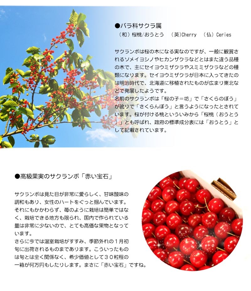 送料無料！さくらんぼサミット500✖️2パック さくらんぼ サミット (500g×2パック) 北海道 仁木町産 : 発掘