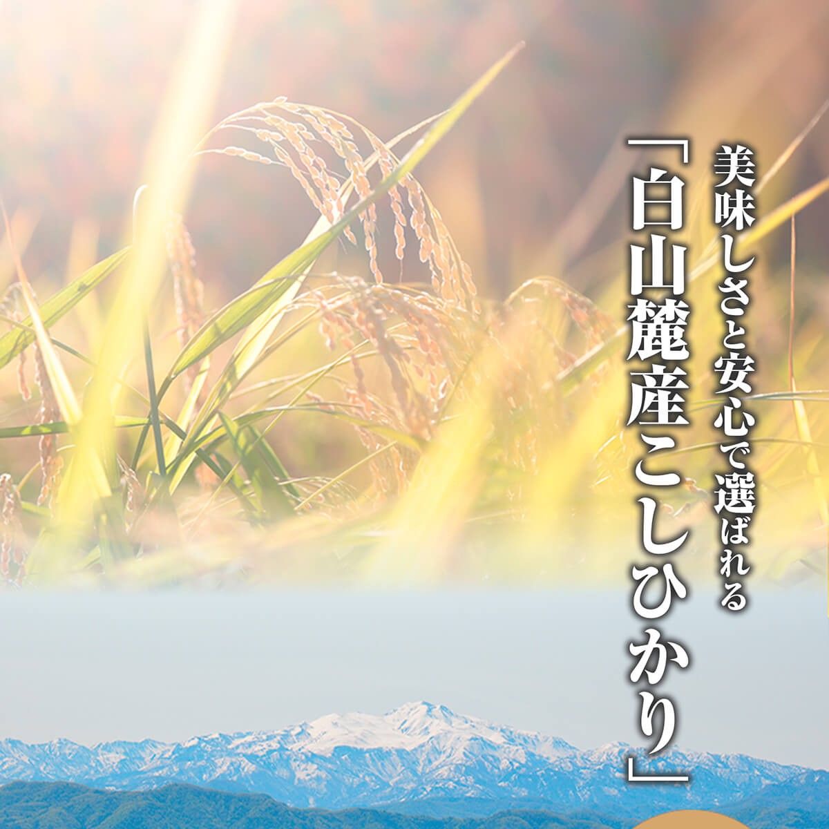 美味しさと安心で選ばれる「白山麓産こしひかり」