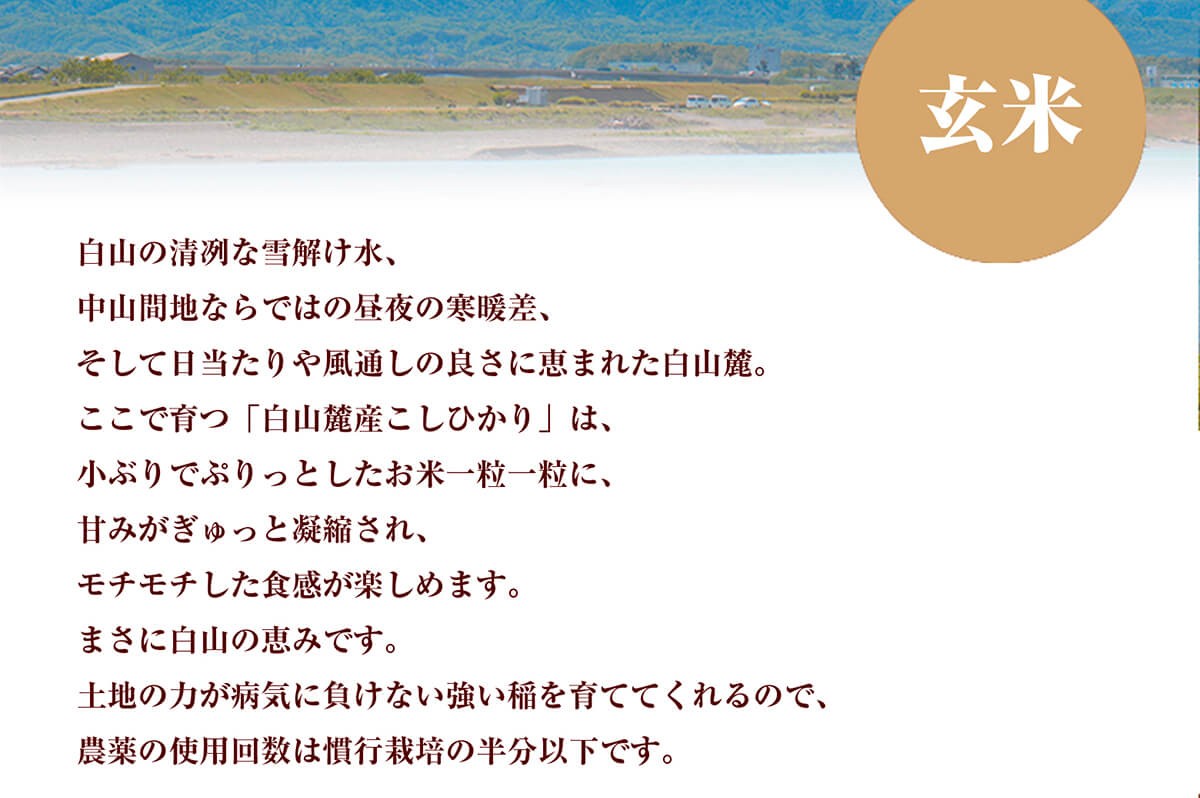 白山の清冽な雪解け水、中山間地ならではの昼夜の寒暖差、そして日当たりや風通しの良さに恵まれた白山麓。ここで育つ「白山麓産こしひかり」は、小ぶりでぷりっとしたお米一粒一粒に、甘みがぎゅっと凝縮され、モチモチした食感が楽しめます。まさに白山の恵みです。土地の力が病気に負けない強い稲を育ててくれるので、農薬の使用回数は慣行栽培の半分以下です。