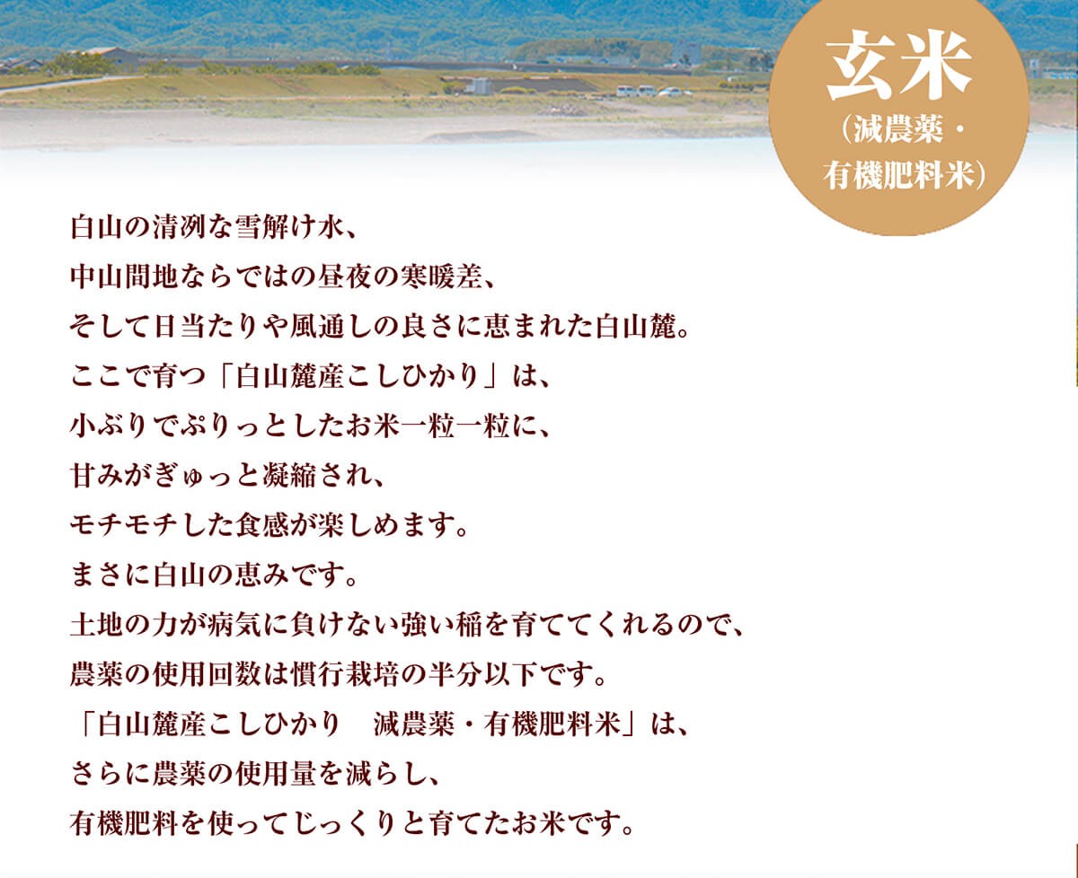 白山の清冽な雪解け水、中山間地ならではの昼夜の寒暖差、そして日当たりや風通しの良さに恵まれた白山麓。ここで育つ「白山麓産こしひかり」は、小ぶりでぷりっとしたお米一粒一粒に、甘みがぎゅっと凝縮され、モチモチした食感が楽しめます。まさに白山の恵みです。土地の力が病気に負けない強い稲を育ててくれるので、農薬の使用回数は慣行栽培の半分以下です。