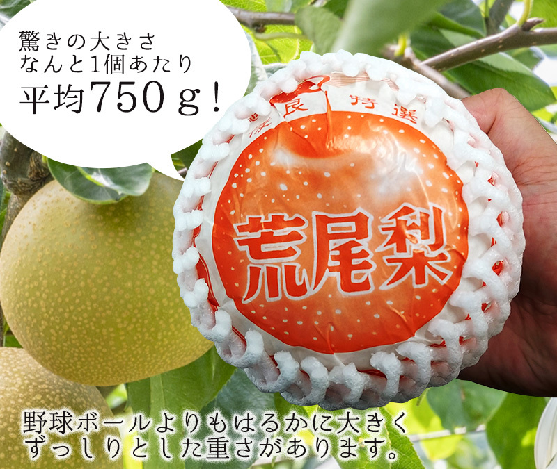 【数量・期間限定】荒尾ジャンボ梨 新高梨 10玉 (約7.5kg) 1個平均750ｇ 熊本産 大玉 荒尾梨  秀品【10月1日以降順次出荷】（北海道・沖縄別途送料） : y-135 : ハローデイ・ヤフーショップ - 通販 - Yahoo!ショッピング