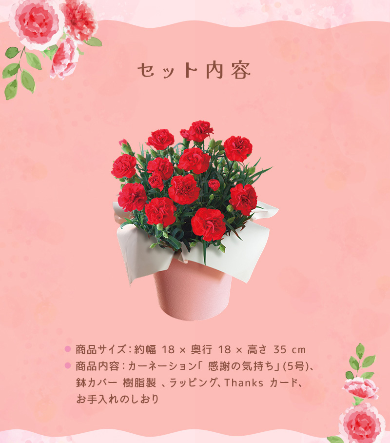カーネーション『感謝の気持ち』 送料無料 鉢植え カーネーション