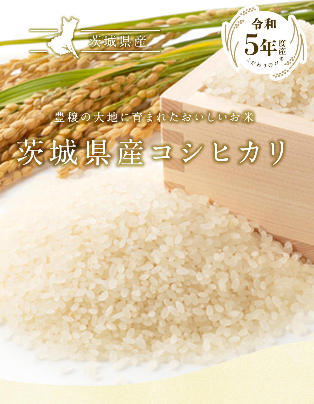 茨城県産 コシヒカリ 20kg（5kg×4袋）/ 送料無料 令和5年産 精米 お米